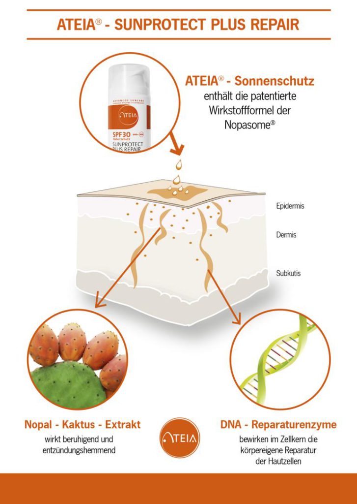 DNA Reparaturenzyme & Nopal-Kaktus
