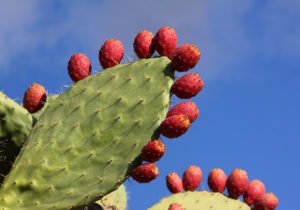DNA Reparaturenzyme & Nopal-Kaktus