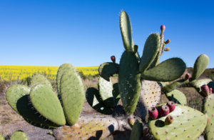 Nopal Kaktus